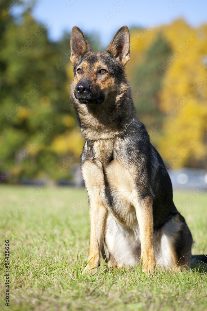 german sheepdog portrait