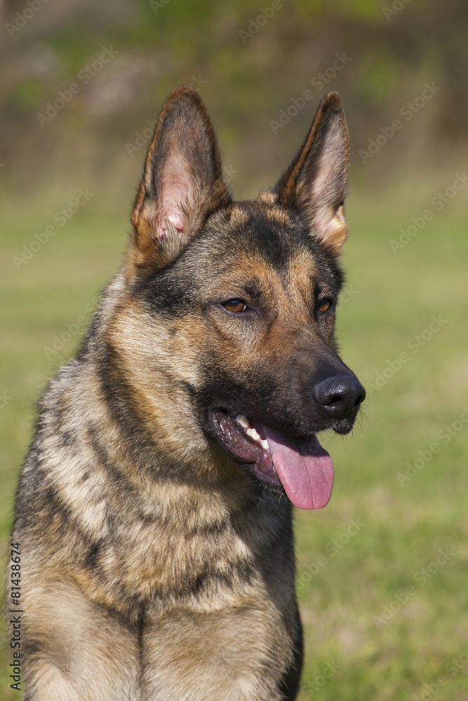 german sheepdog portrait german sheepdog portrait