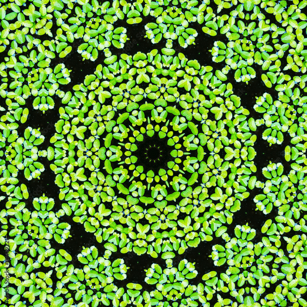 Abstract duckweed pattern background. Abstract duckweed pattern background.