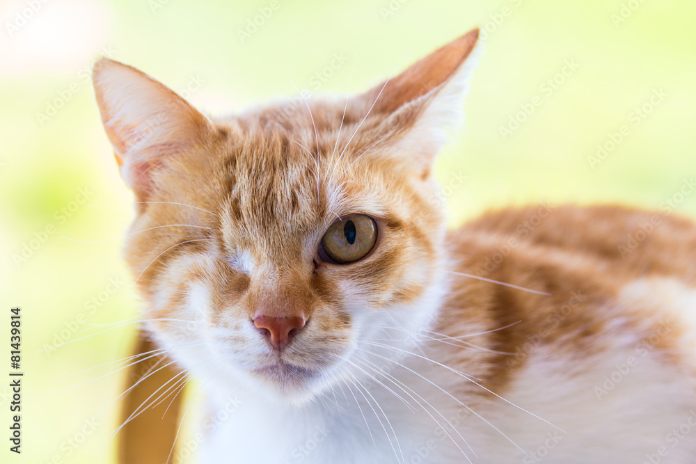 Naklejka premium Injured cat with only one eye
