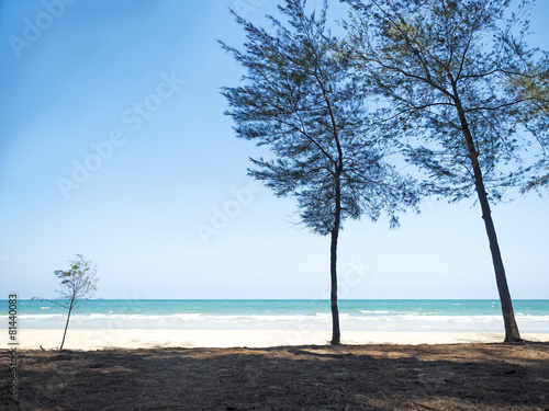 tree in front of the sea shore