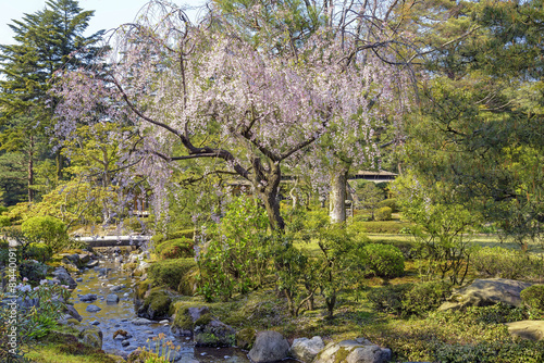 Cherry tree in Kenroku-en garden in Kanazawa, Japan