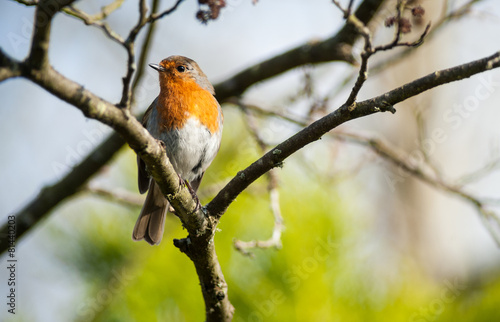 robin on a tree twig © Gabriel Cassan