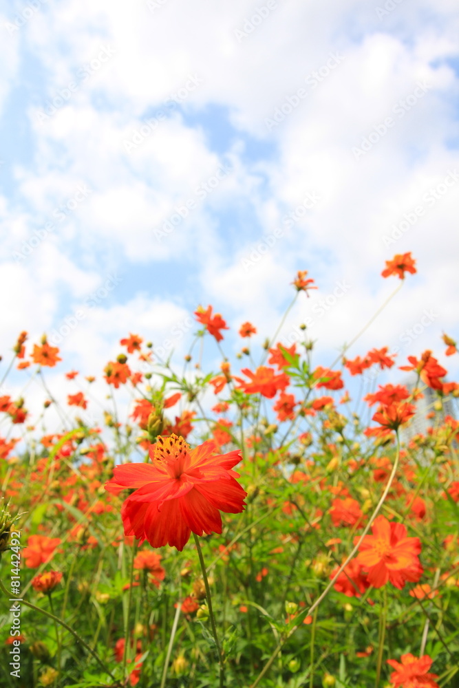Obraz premium 浜離宮恩賜庭園 夏のキバナコスモス