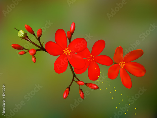 Fototapeta Naklejka Na Ścianę i Meble -  Red Flowers II