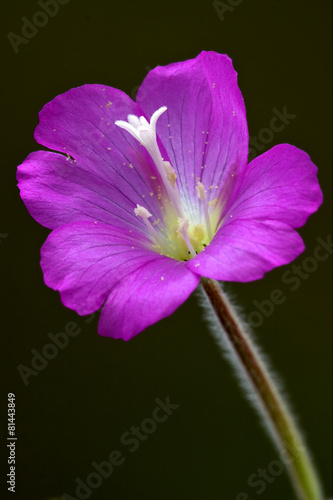 violet and black photo