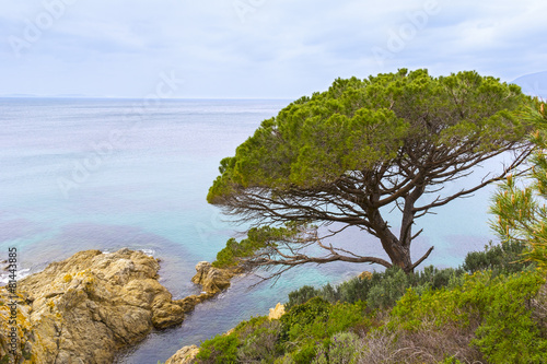Pine Tree, Mediterranean Sea