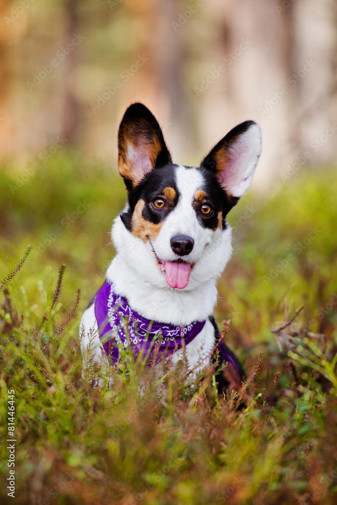 adorable corgi dog in the forest adorable corgi dog in the forest