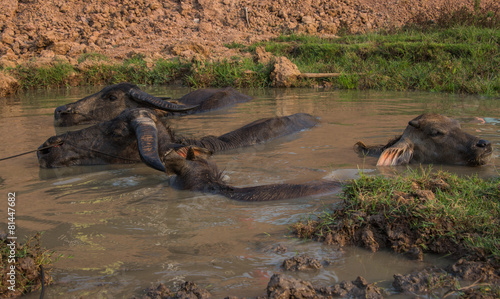 Water Buffalo photo