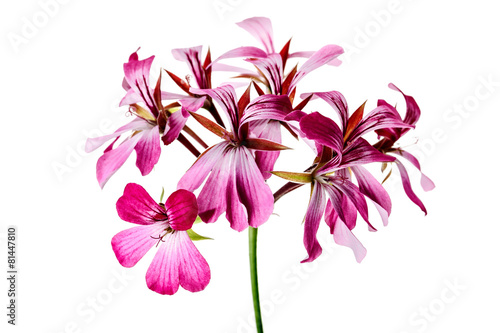 Fototapeta Naklejka Na Ścianę i Meble -  Geranium Flower