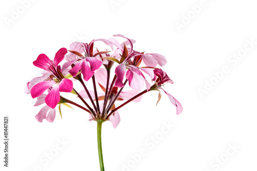 Fototapeta Naklejka Na Ścianę i Meble -  Geranium Flower