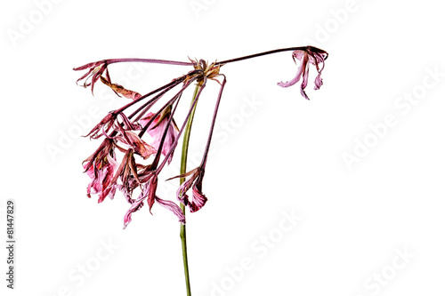 Fototapeta Naklejka Na Ścianę i Meble -  Geranium Flower