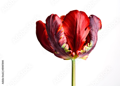 Fototapeta Naklejka Na Ścianę i Meble -  Tulip