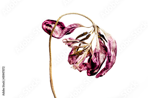 Fototapeta Naklejka Na Ścianę i Meble -  Tulip