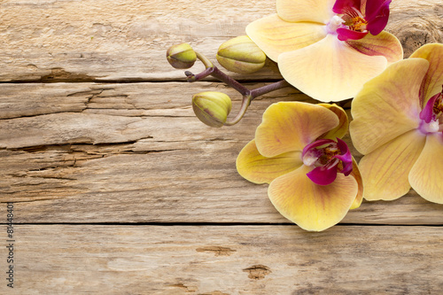 Fototapeta Naklejka Na Ścianę i Meble -  Yellow orchid.