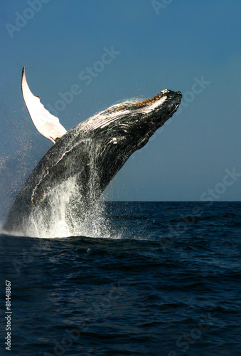 Humpback Whale Breach