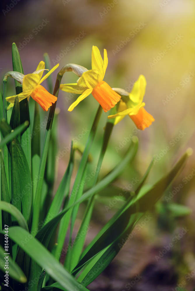 Yellow Narcissus flowers in the garden with sun rays, soft focus
