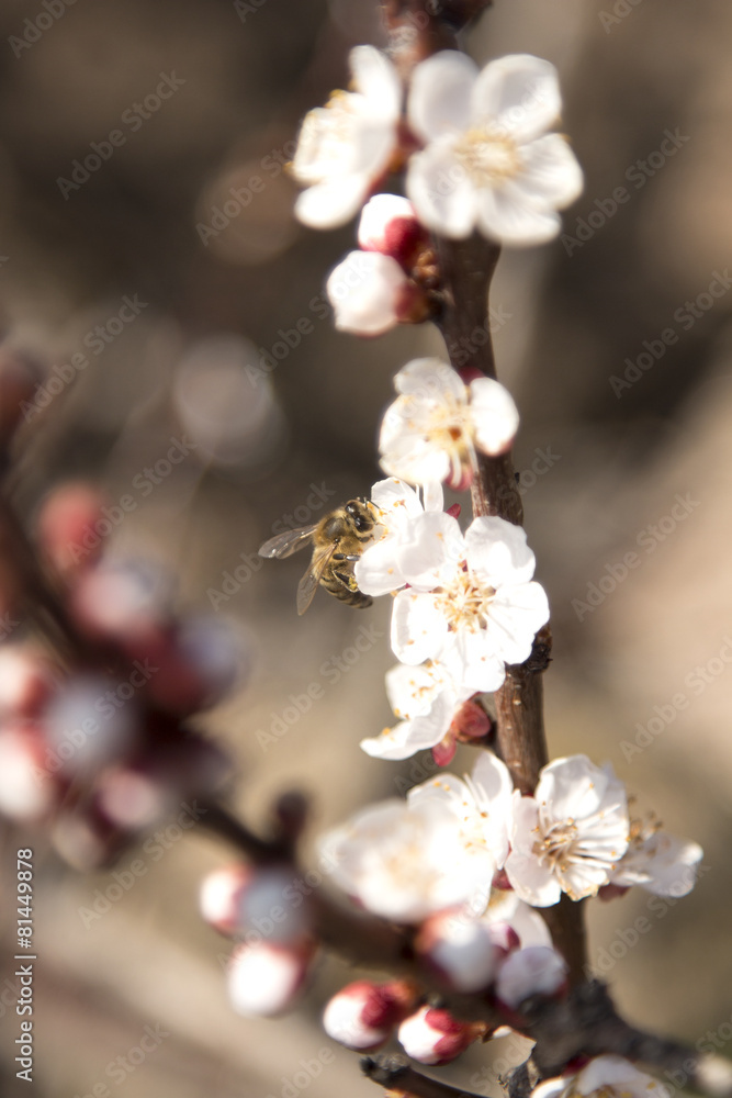 bee pollinates flowers apricot tree bee pollinates flowers apricot tree