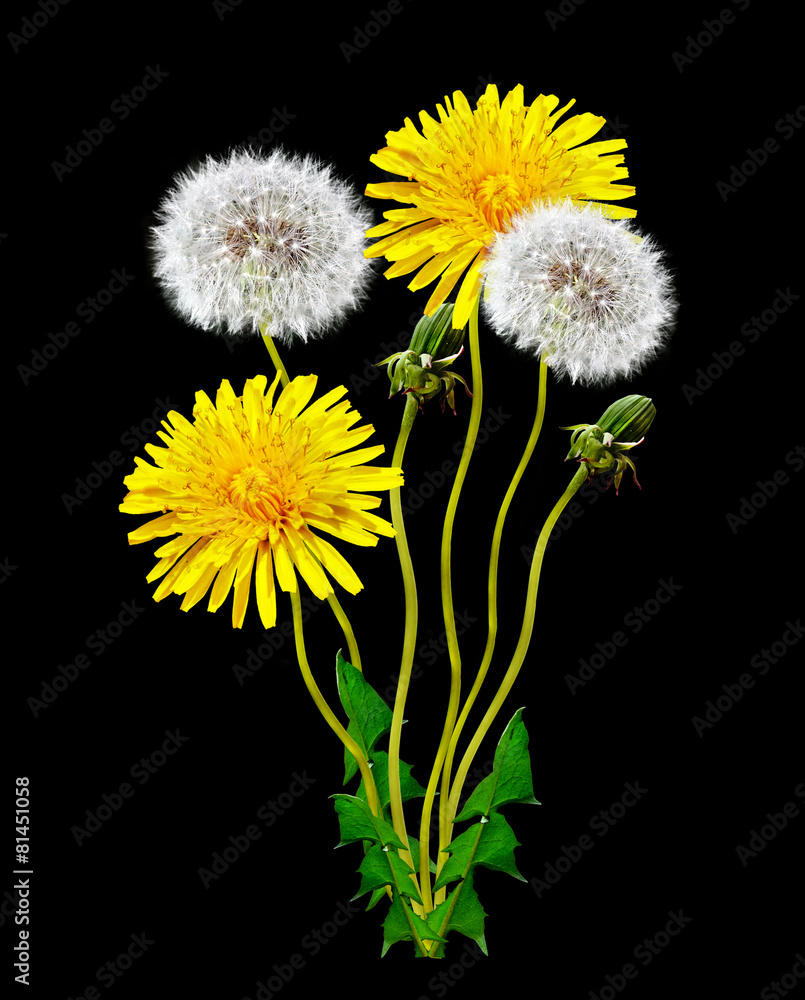 Dandelion flower on a black background Dandelion flower on a black background