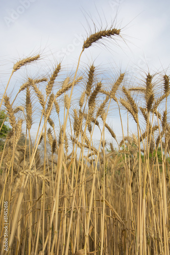 A Wheat Field in April in Punjab, India