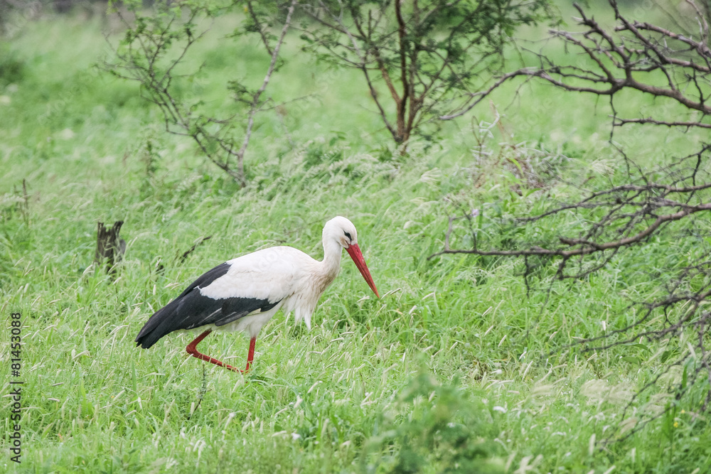 Fototapeta premium Storch