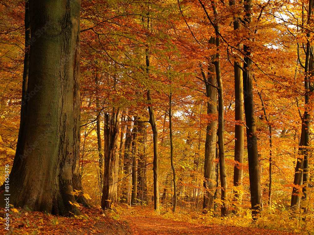 Fototapeta premium autumn colorful forest