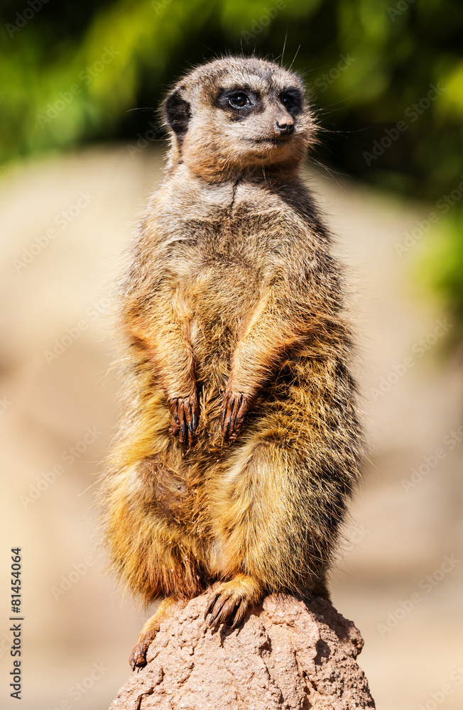 merkat suricata sitting and watching some predator merkat suricata sitting and watching some predator