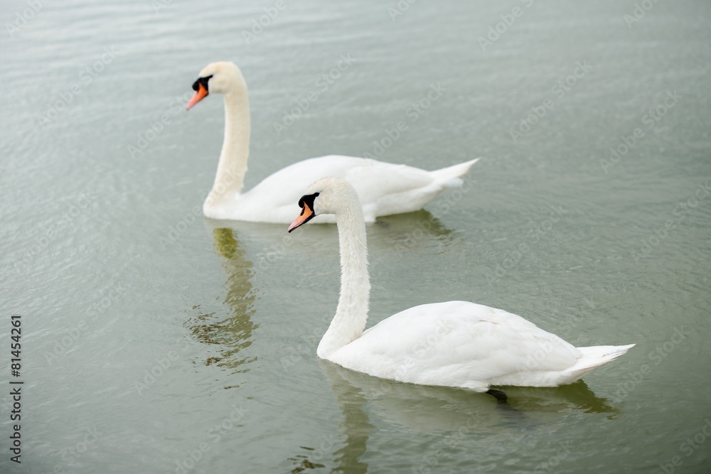 Fototapeta premium Swan swimming with ducks