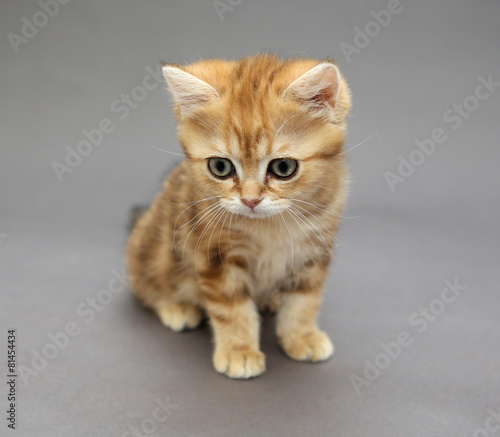 Little British red kitten with big eyes © Okssi