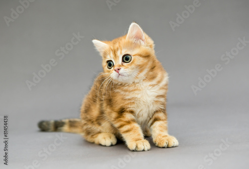 Little British tabby kitten with big eyes