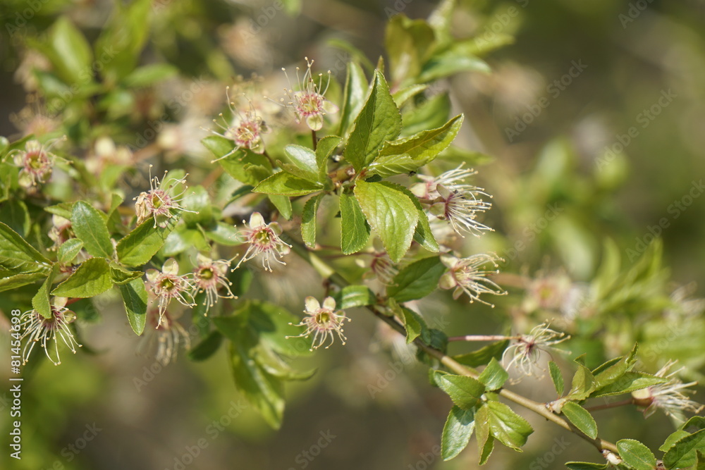 Fototapeta premium cherry blossoms