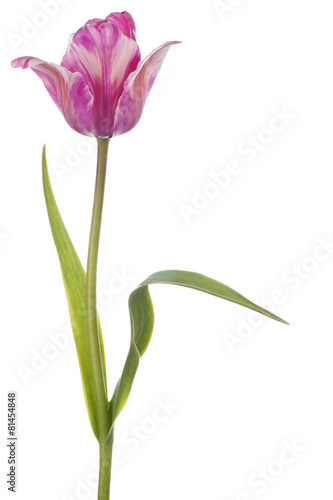 Fototapeta Naklejka Na Ścianę i Meble -  tulip
