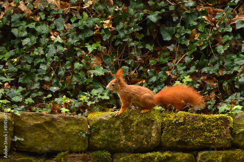 Squirrel Profile photo