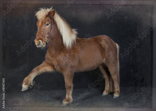 Isländer mit spanischem Schritt photo