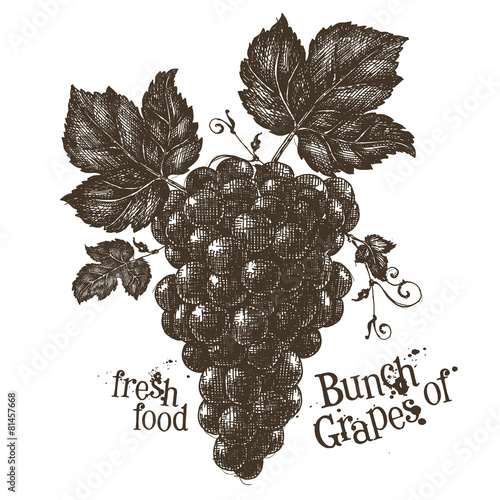 vine vector logo design template. grapevine or fresh food icon.