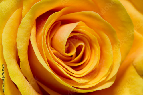 Yellow rose closeup