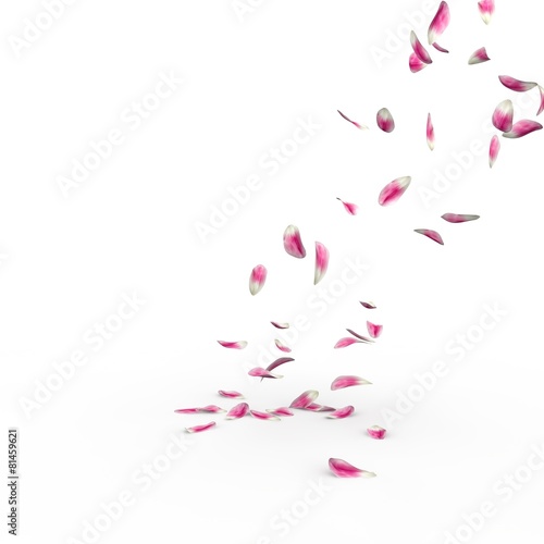 Fototapeta Naklejka Na Ścianę i Meble -  Tulip petals fall to the floor