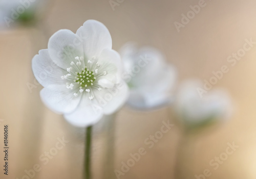 Wood anemones (anemone nemo...