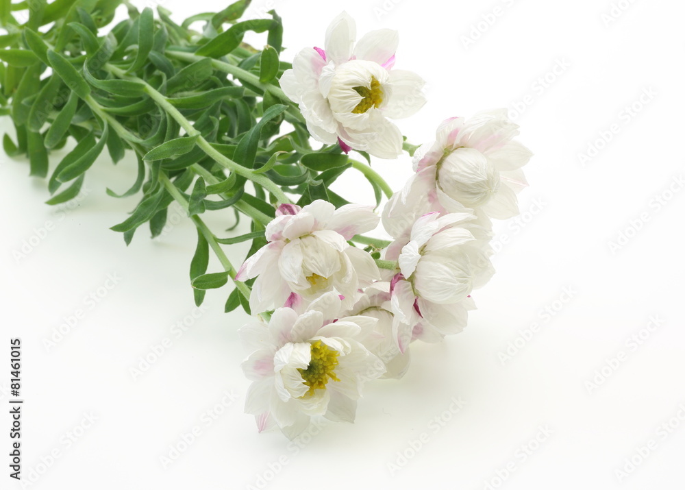 Fototapeta premium 花かんざし