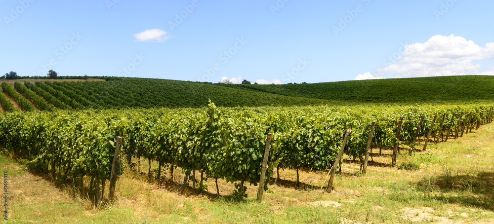 Fototapeta premium Chianti, Tuscany