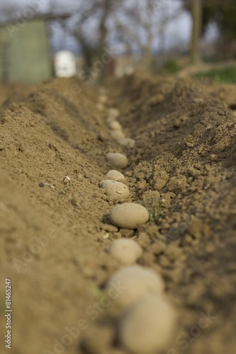 Planting potatoes.