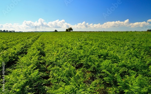 Obraz na płótnie Green carrots field with blue sky. w salonie