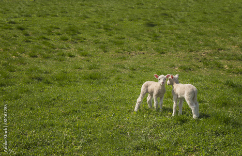 two baby lambs