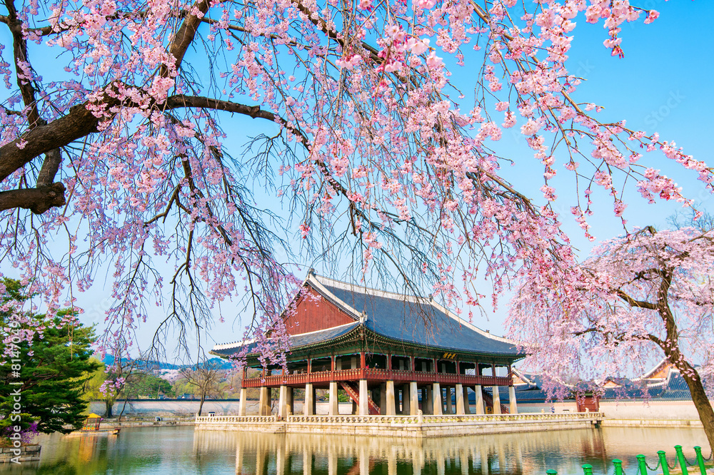 Naklejka premium Gyongbokgung Palace with cherry blossom in spring,Korea