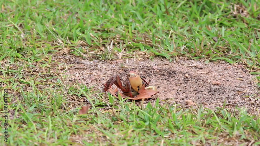 Land crab pulls a leaf in his hole. Land crab pulls a leaf in his hole.