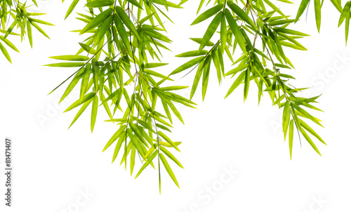 Fotografija bamboo leaves isolated on white background