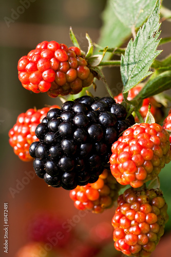 Wallpaper Mural Wilde Brombeeren am Strauch Torontodigital.ca