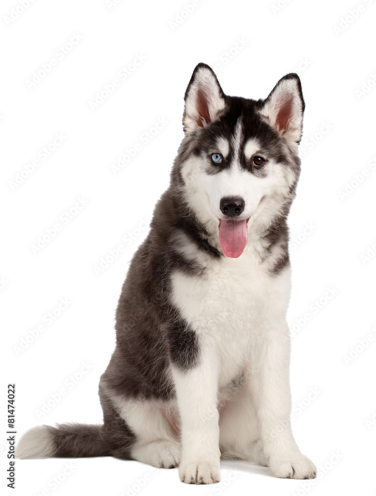 Siberian Husky Puppy on White