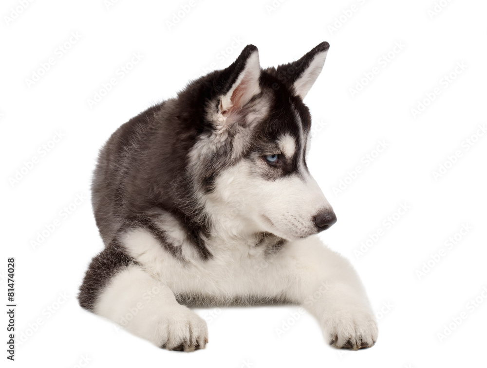 Siberian Husky Puppy on White