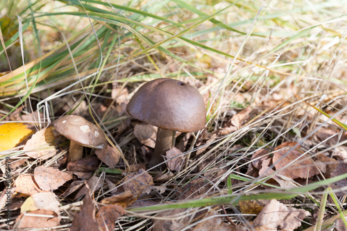 Mushroom among grass and leaves